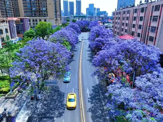 Grands arbres à fleurs