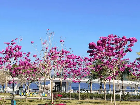 Arbres à fleurs de taille moyenne