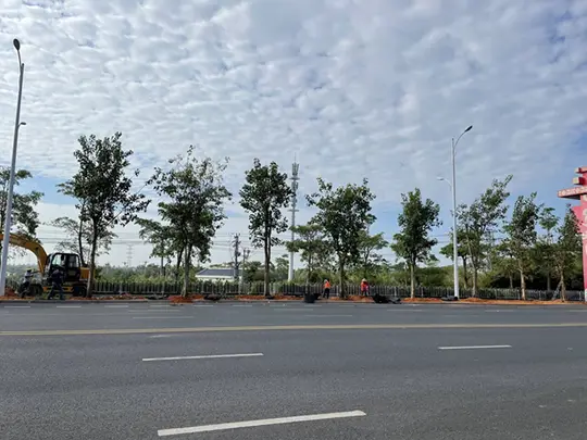 Arbres d'ombrage à feuilles persistantes