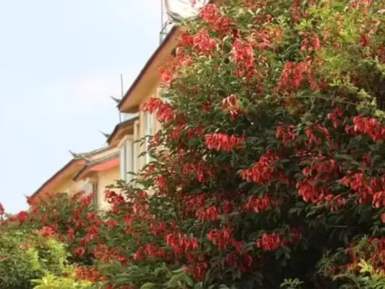 Arbres à fleurs uniques