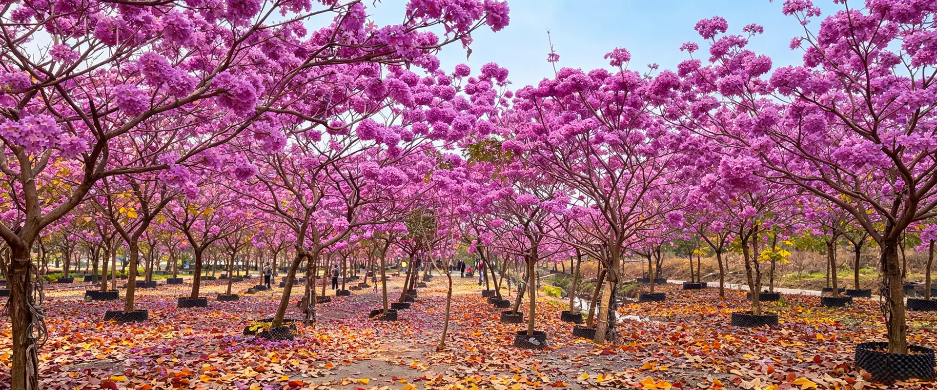 Chine Grands arbres à fleurs fournisseur