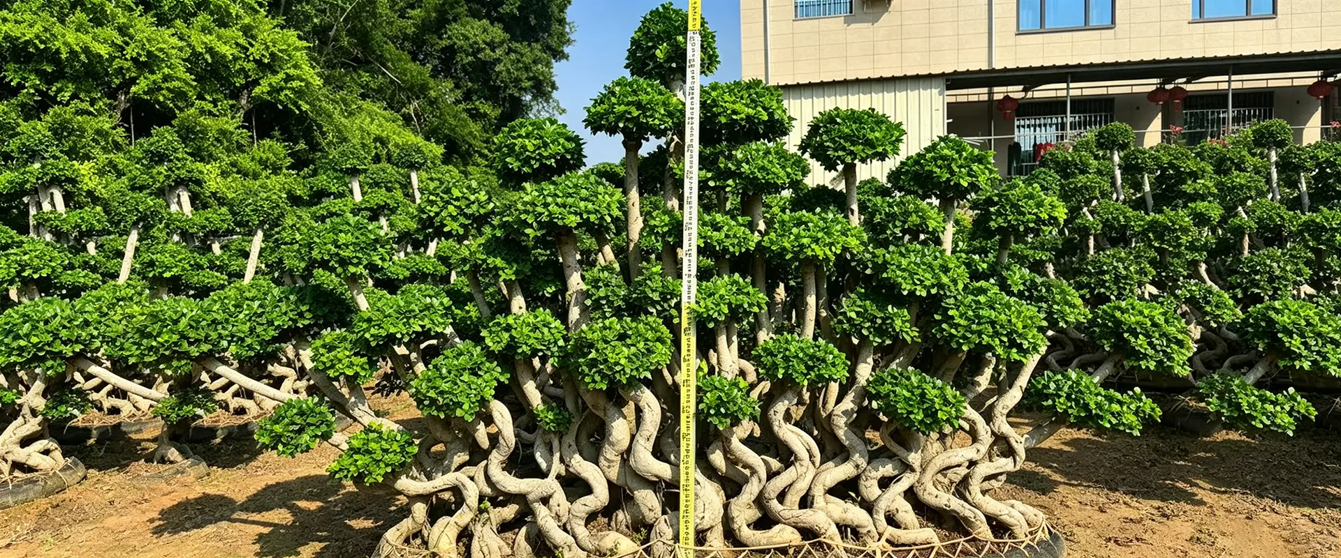 Chine Fournisseur d'arbres d'ombrage à feuilles persistantes