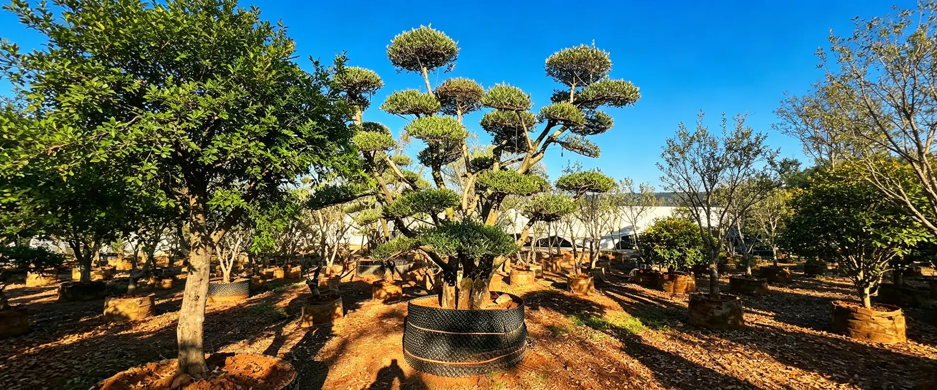 Arbres à fleurs uniques à vendre