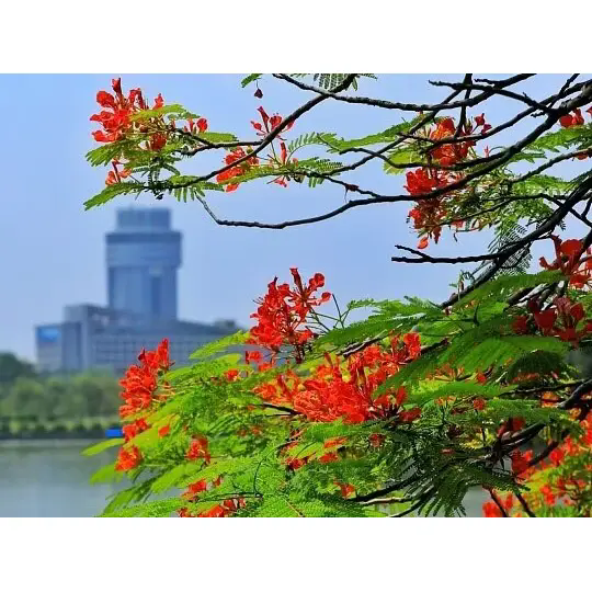 Comment Royal Poinciana crée-t-il de superbes paysages tropicaux ? Comment Royal Poinciana crée-t-il de superbes paysages tropicaux ?