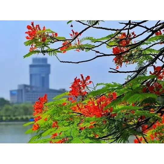 Pourquoi les revêtements Royal Poinciana cultivés en conteneurs maximisent le succès du paysage ? Pourquoi les revêtements Royal Poinciana cultivés en conteneurs maximisent le succès du paysage ?