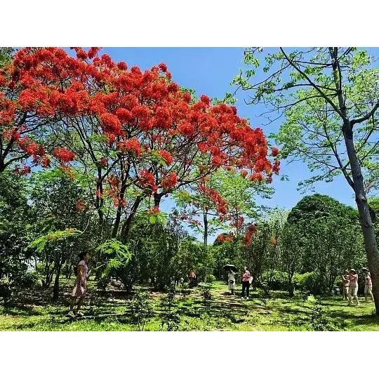 Comment les arbres Royal Poinciana en pot étendent-ils la portée du marché aux grossistes en plantes ? Comment les arbres Royal Poinciana en pot étendent-ils la portée du marché aux grossistes en plantes ?