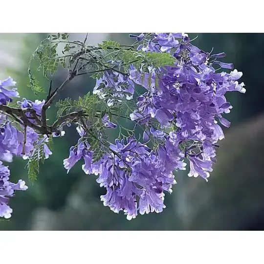 Comment un jacaranda crée-t-il des paysages époustouflants et une beauté durable ?