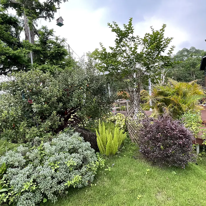 Comment Crape Myrtle crée-t-il un paysage époustouflant et nécessitant peu d'entretien ?