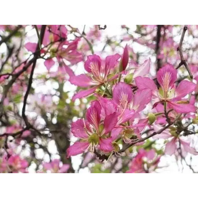 Comment un orchidée rose peut-il transformer les espaces intérieurs et extérieurs avec une beauté durable ?