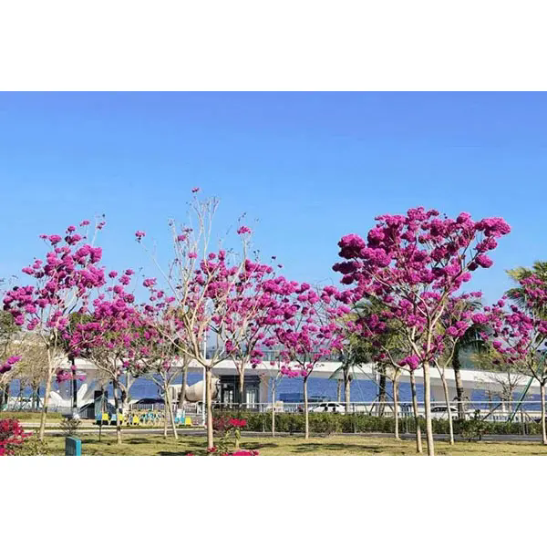 Qu'est-ce qui fait de l'arbre à trompette violette un choix idéal pour de superbes projets paysagers ?