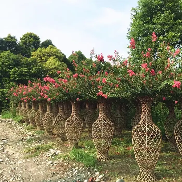 Arbres de rue Crape Myrtle