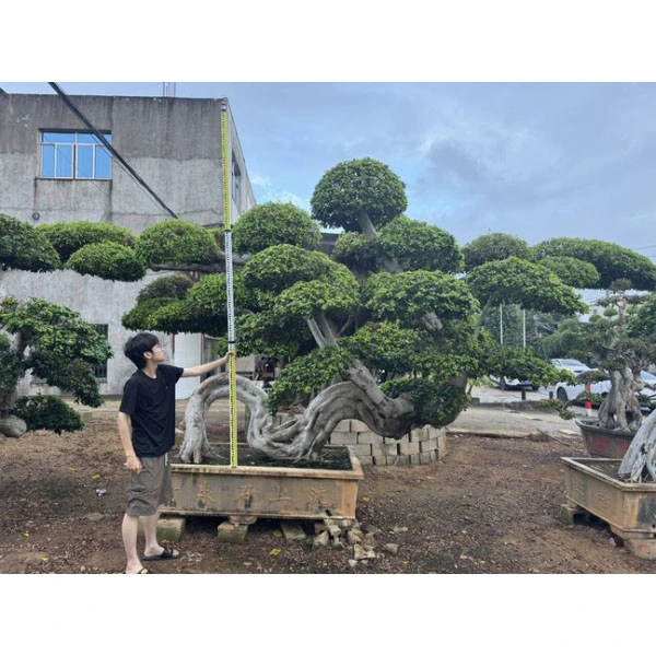 Ficus Microcarpa Bonsaï