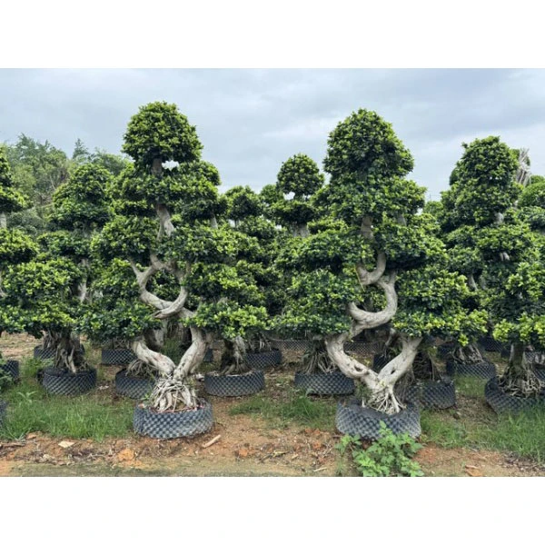 Arbres de rue Ficus Microcarpa