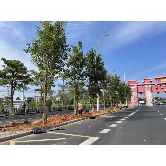 Arbres de rue Ficus Religiosa
