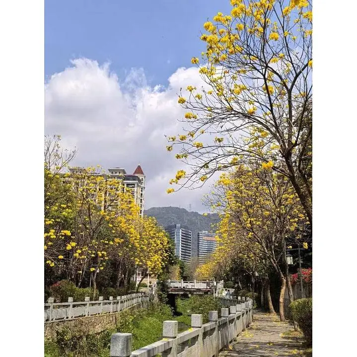 Arbres de rue de la trompette dorée
