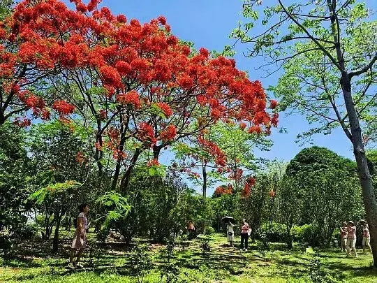 Royal Poinciana Street Trees