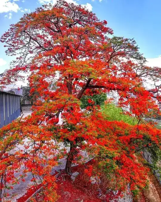 Royal Poinciana Street Trees