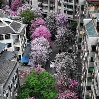Pink Orchid Tree Bonsais