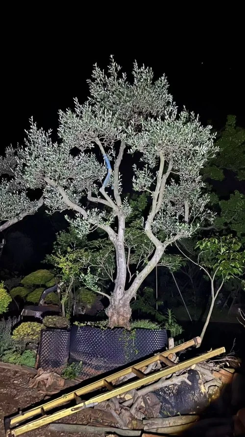 Street Olive Tree