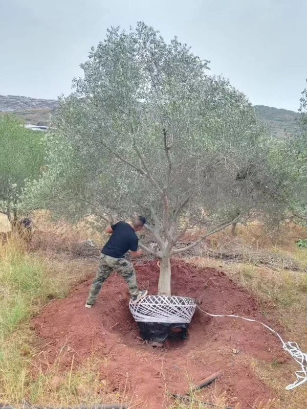 Street Olive Tree