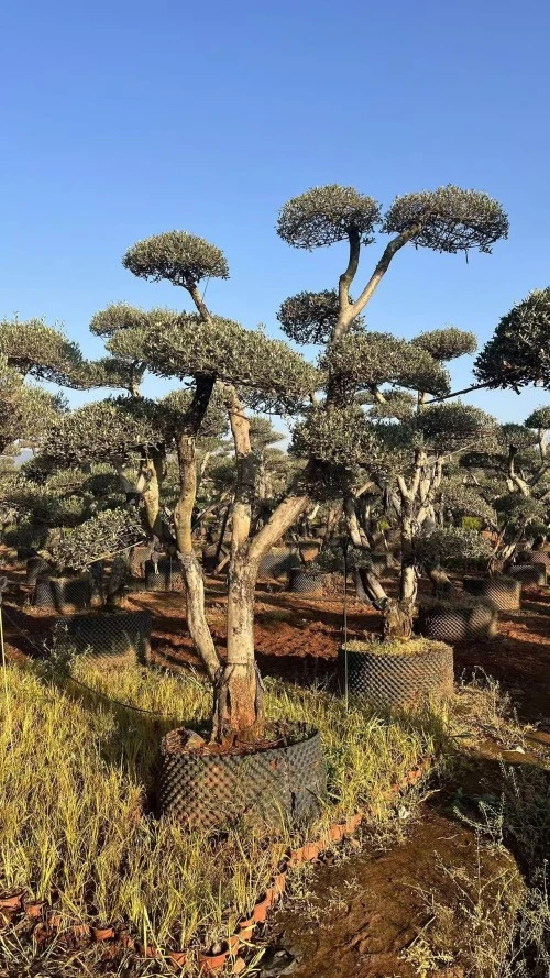 Street Olive Tree