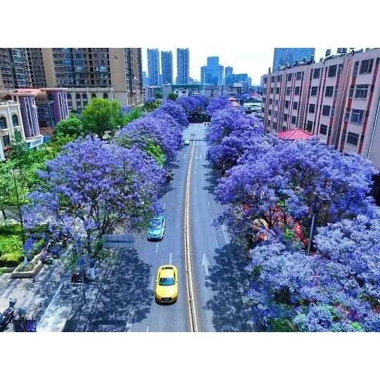 Jacaranda Bonsaï