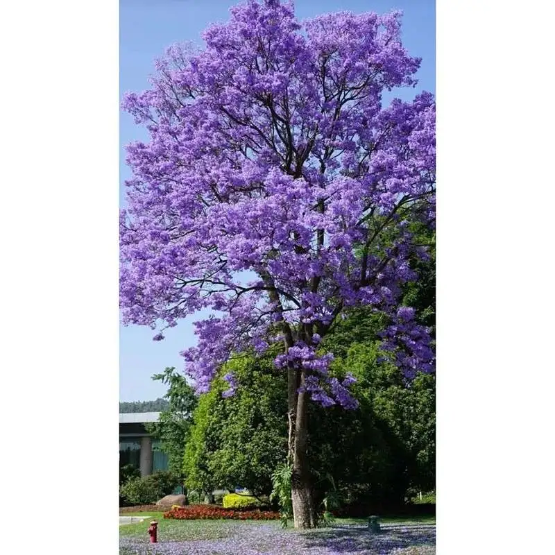 Arbres de rue Jacaranda