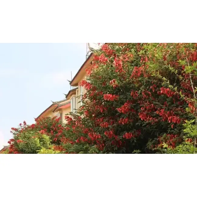 Spécimen d'arbre de corail crête de coq