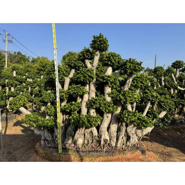 Spécimen d'arbre Ficus microcarpa