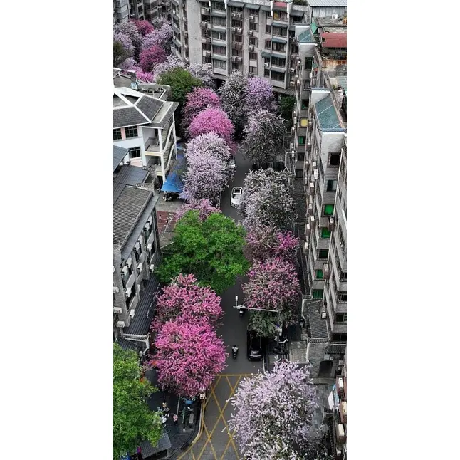 Spécimen d'orchidée rose